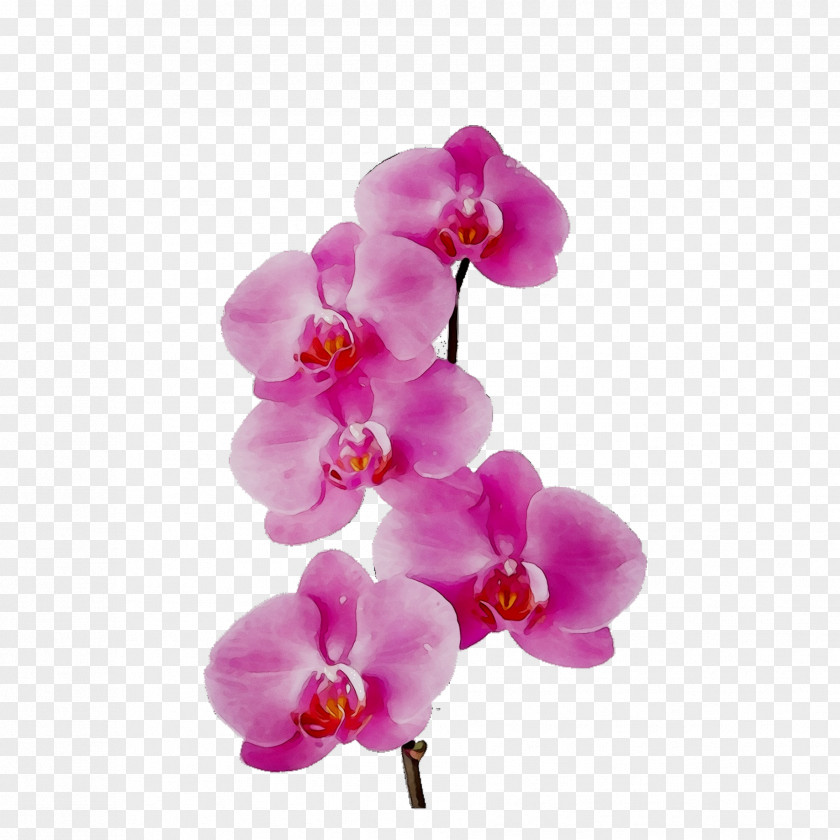 Moth Orchids Cut Flowers Petal PNG