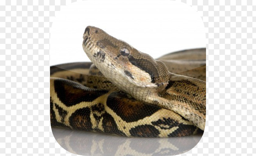 Snake Constriction Boa Constrictor Imperator UGRodents Stock Photography PNG