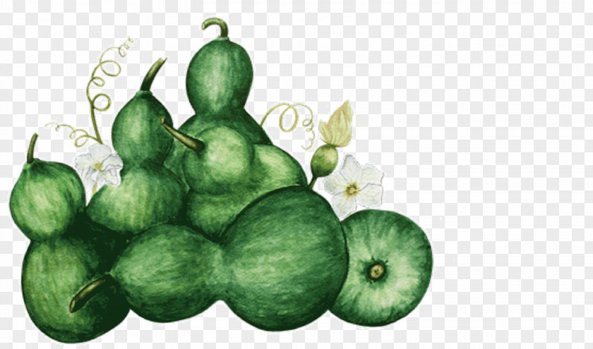 Squash Illustration Apple Tree PNG