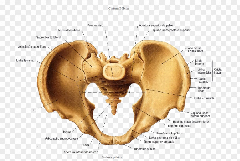 Anatomia Humana Pelvis Anatomy Hip Bone Vertebral Column PNG