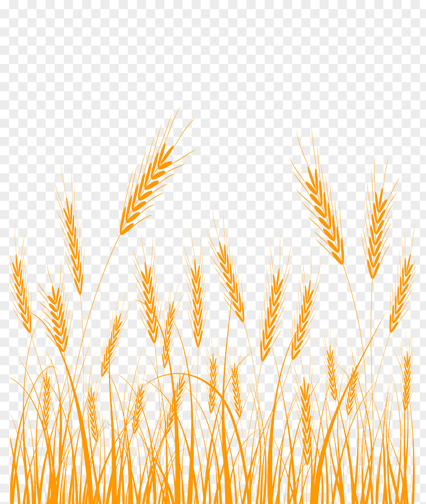 Barley Emmer Cereal Germ Stock Photography PNG