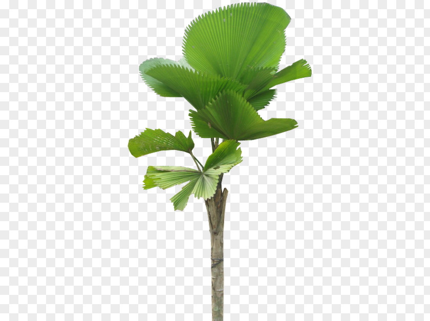 Buah Naga Kamboja Palm Trees Licuala Grandis Vascular Plant Clip Art PNG