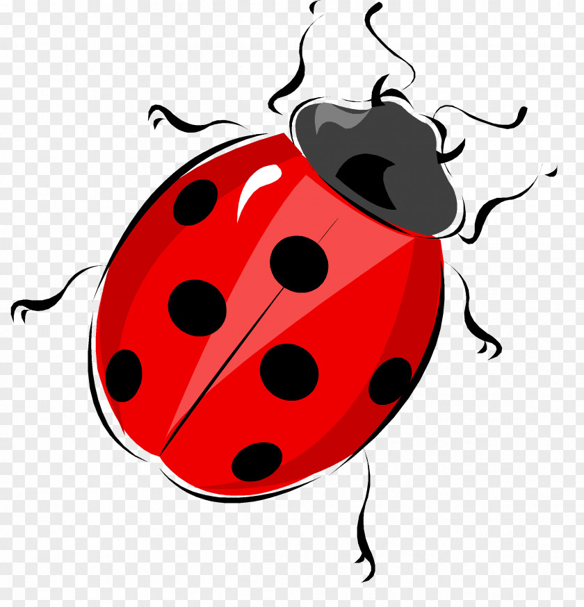 Bug Ladybird Life Cycle Of A Ladybug Diagram Beetle Worksheet PNG