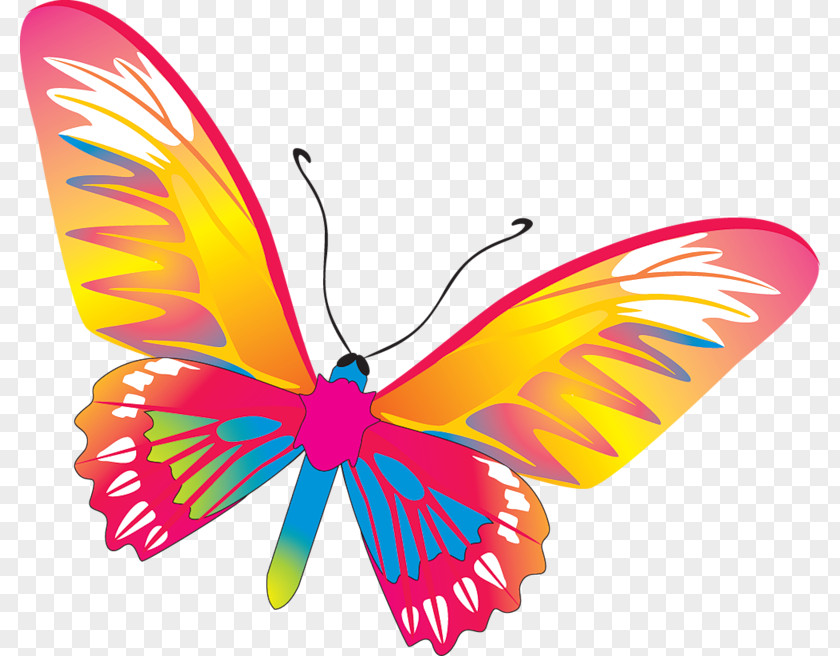 Butterfly Drawing Clip Art PNG