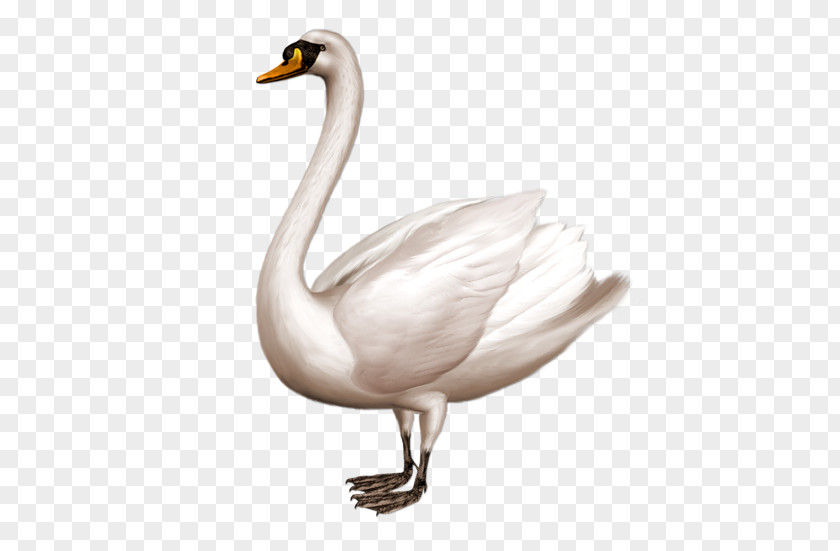 Cisne Mute Swan Clip Art PNG
