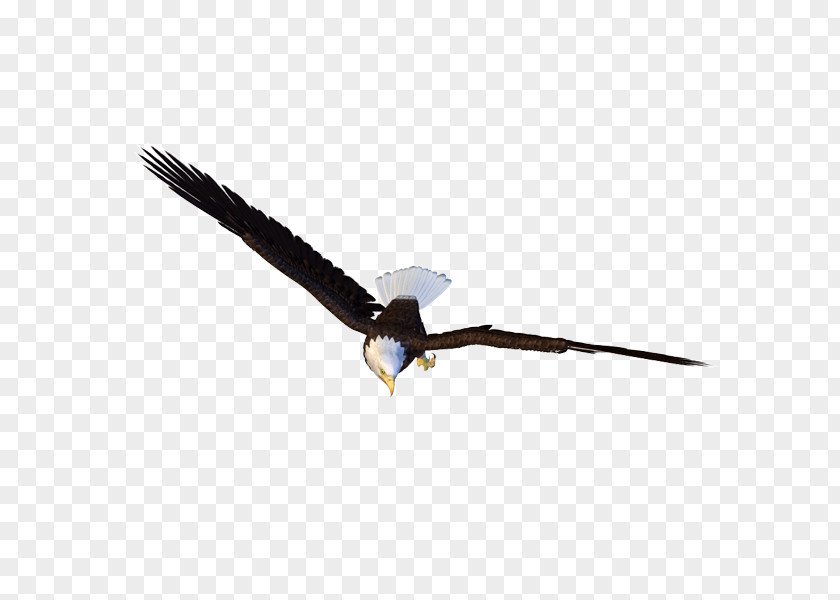 Eagle Bird Light PNG