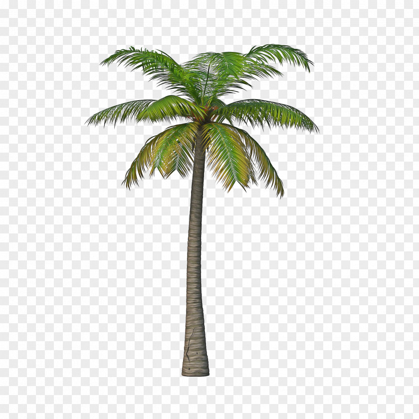 Elaeis Coconut Palm Tree PNG