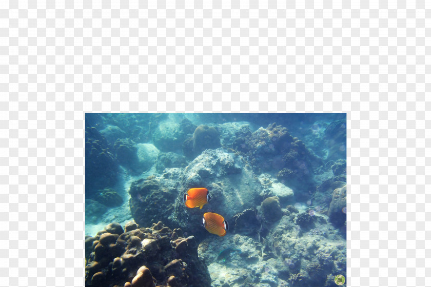 Sea Coral Reef Fish Underwater PNG