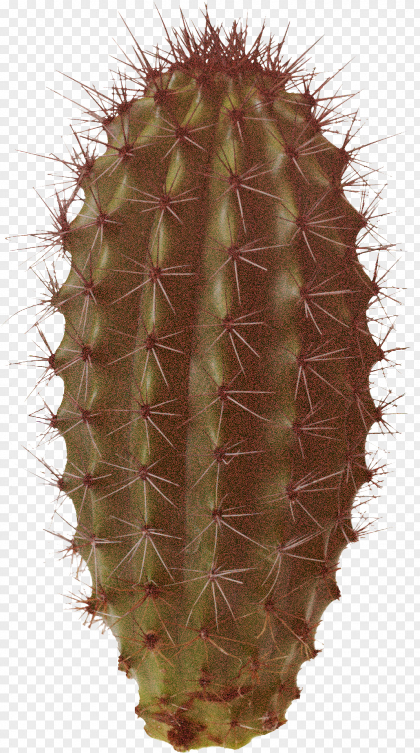 Acanthocereus Tetragonus Peniocereus Cactus PNG