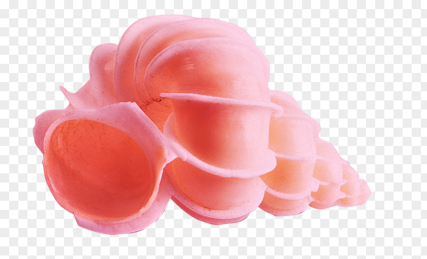 Peach Color Conch Pink PNG