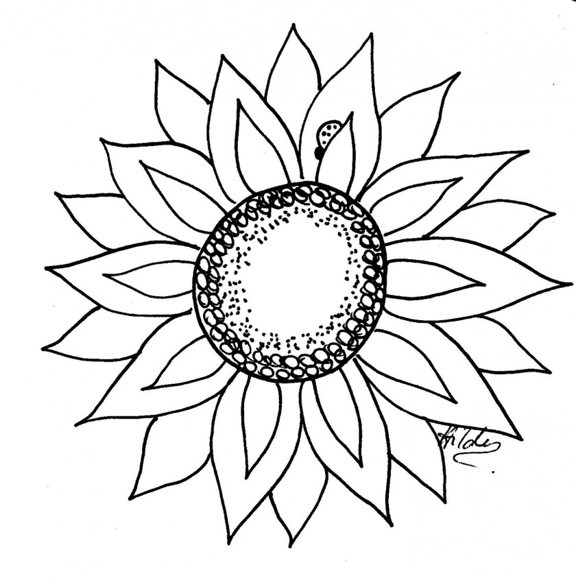 Sunflower Line Art Drawing Black And White Common Clip PNG