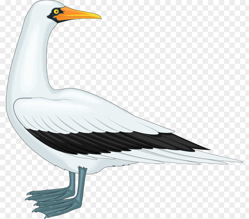 Bird Gulls Clip Art PNG