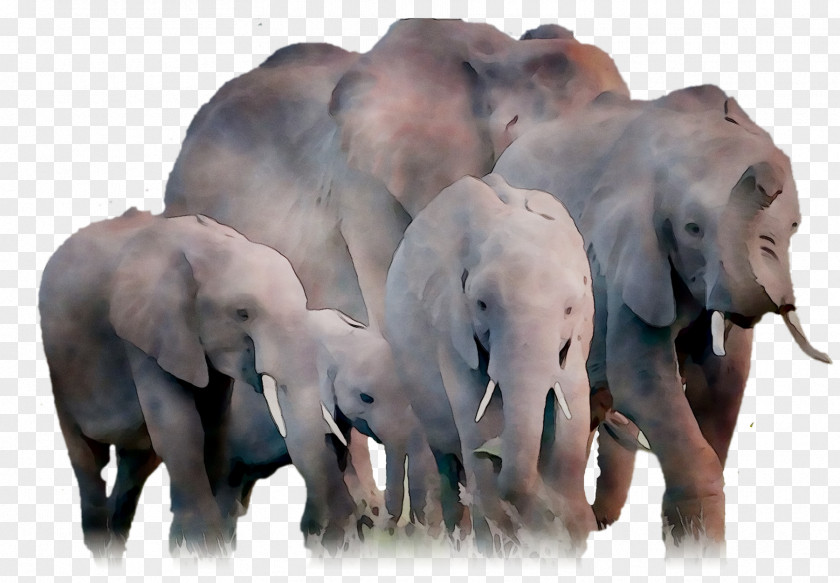 Indian Elephant African Terrestrial Animal Fauna PNG