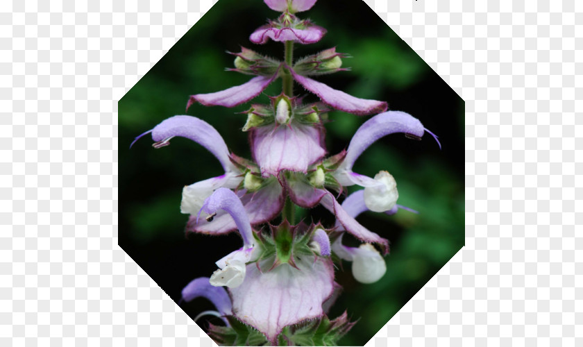 Oil Clary Common Sage Essential Aromatherapy PNG
