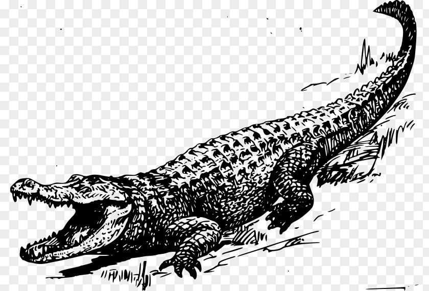 Swamp Cliparts Alligator Crocodile Black And White Clip Art PNG