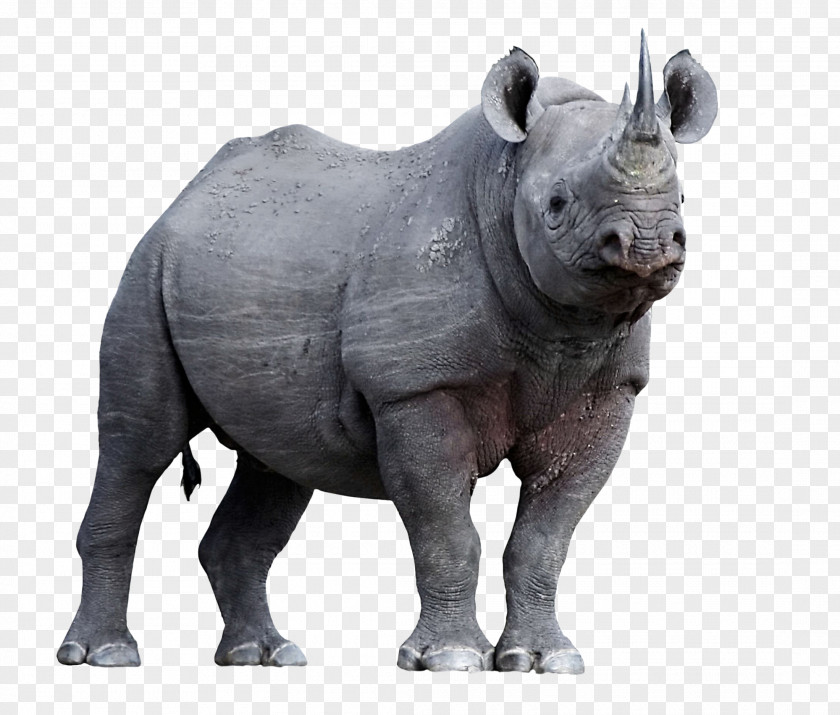 Vladimir Putin Javan Rhinoceros Horn Animal Endangered Species PNG