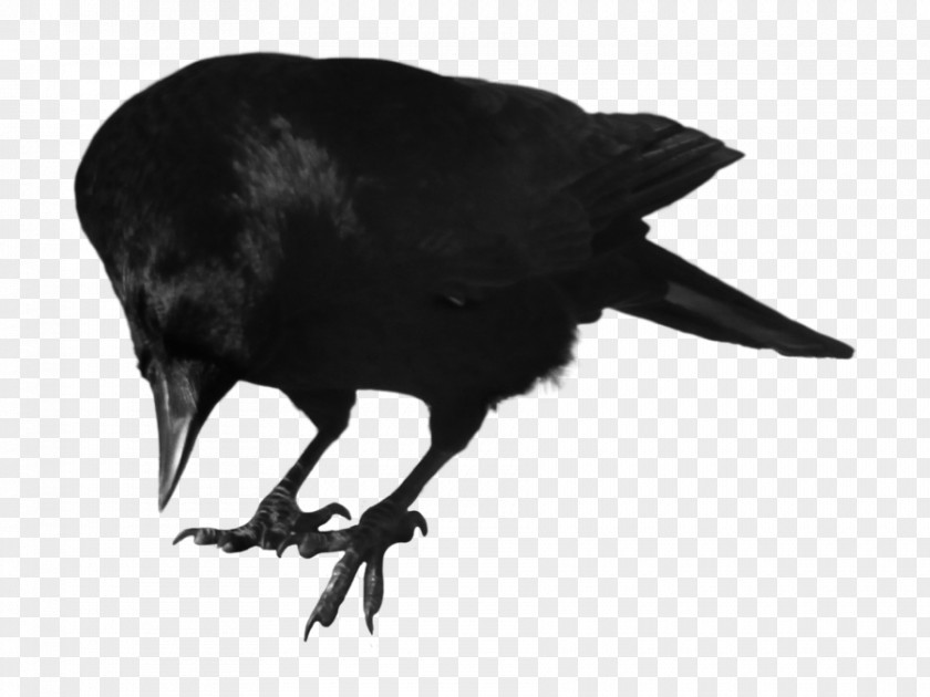 Crow Crows Itachi Uchiha Bird Clip Art PNG