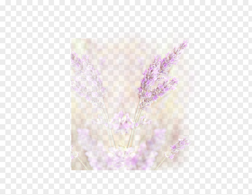 Purple Wheat Lavender Petal PNG