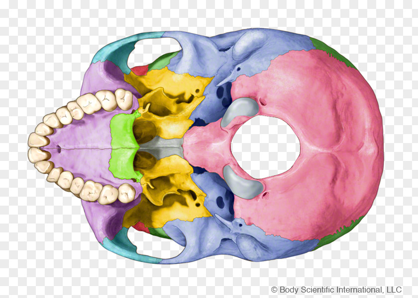 Skull Fetal Circulation Organism Liver PNG