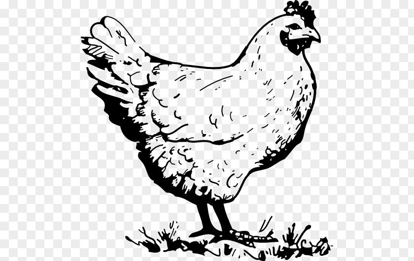 Chicken Fried Coloring Book Egg Coop PNG