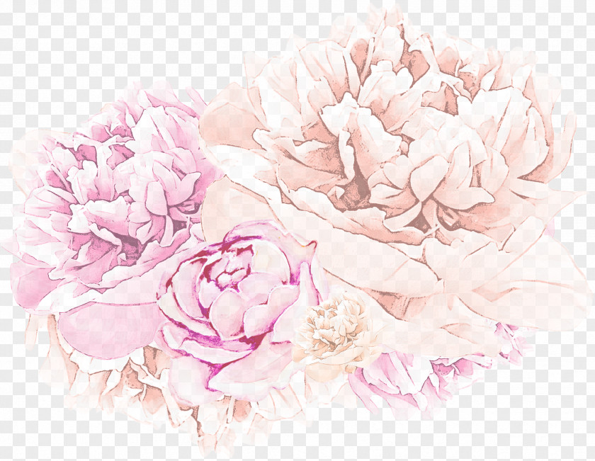 Chinese Peony Flowering Plant Pink Flower Petal Common PNG