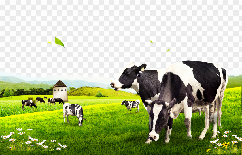 Cow Pasture Dairy Cattle PNG