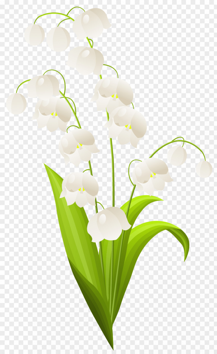 Lily Of The Valley Clipart Drawing Flower Illustration PNG