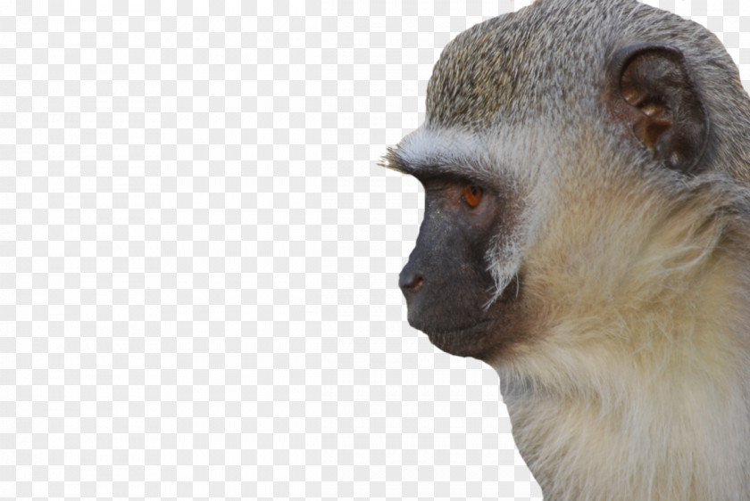 Monkey Face Monkeyland Primate Sanctuary Vervet Plettenberg Bay PNG