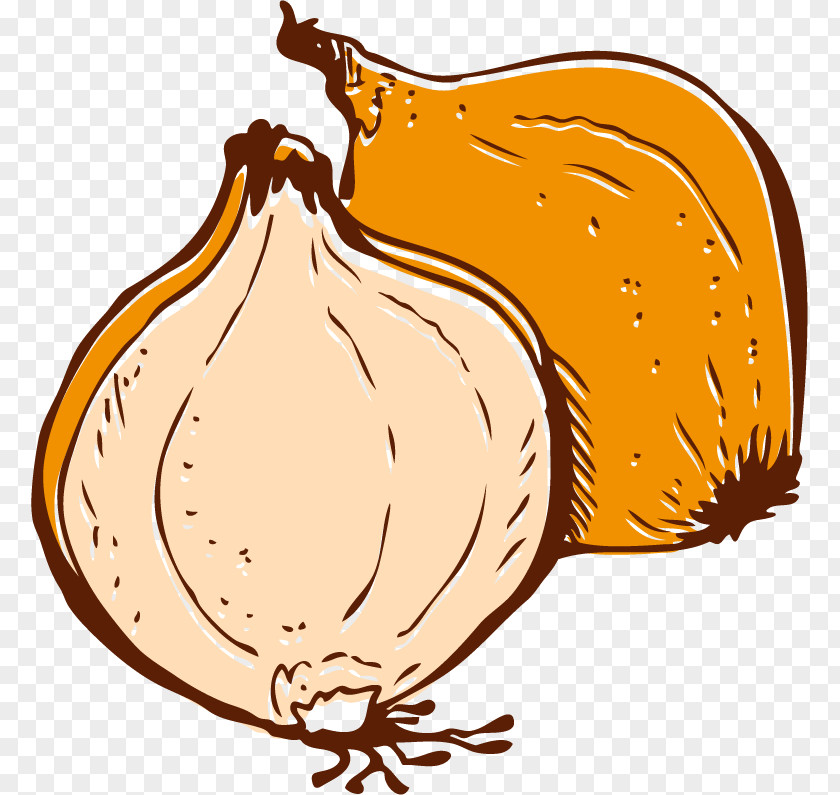 Onion Sketch Vector Material Vegetable Euclidean PNG