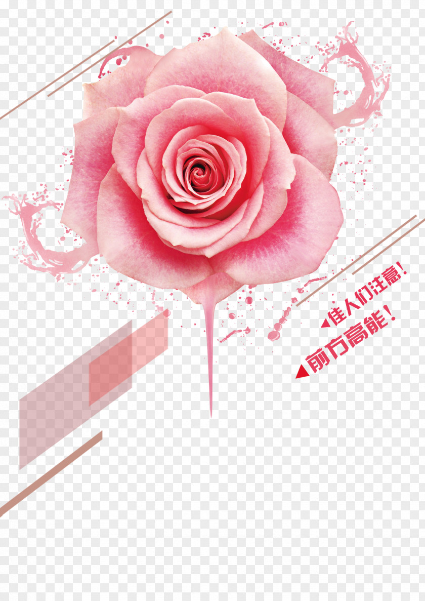 Pink-painted Floral Background Beach Rose Pink Color Cosmetics PNG