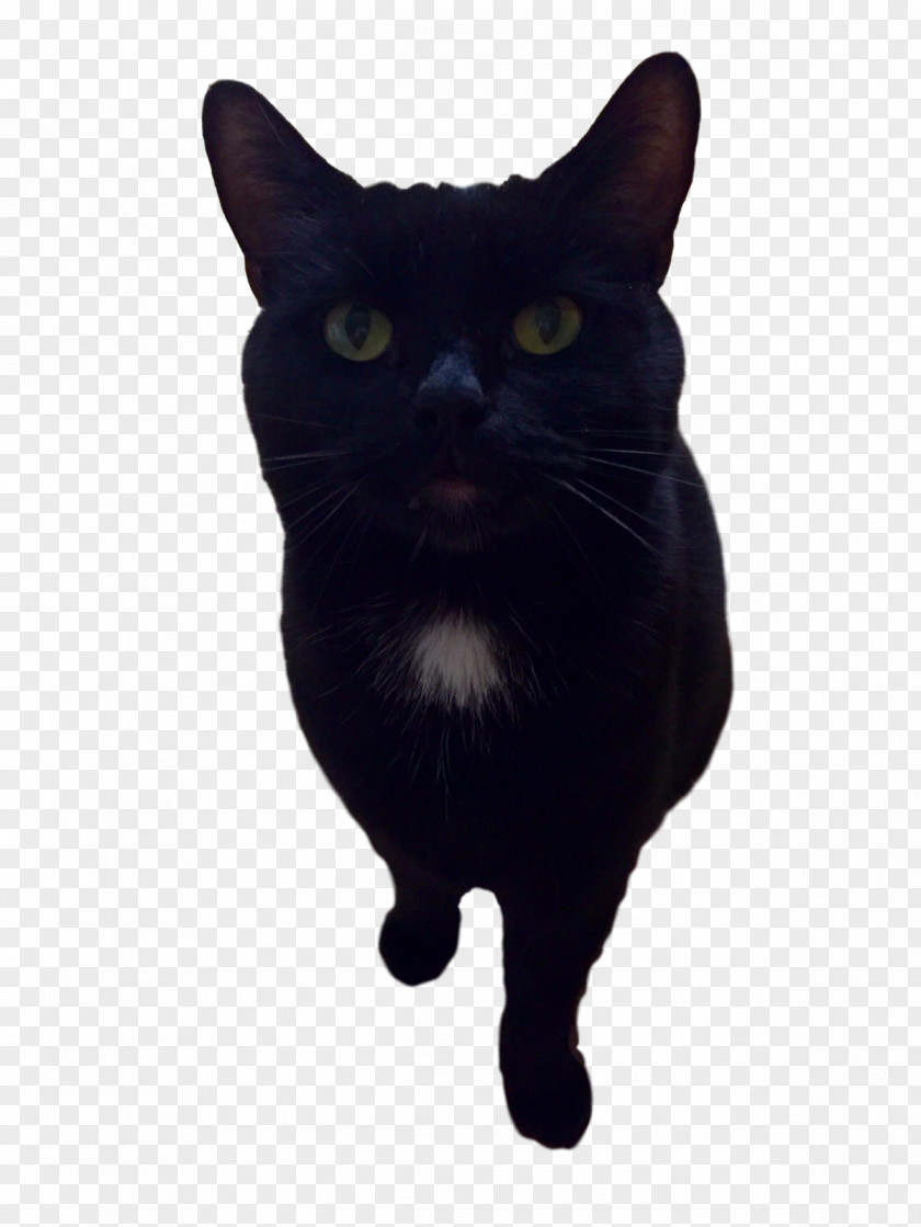 Parsley Bombay Cat Korat Havana Brown Black Whiskers PNG