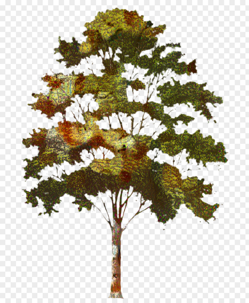 Transparency Clip Art Tree Image PNG