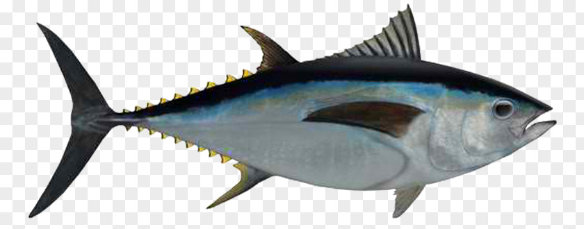 Ahi Tuna Photos Bigeye Albacore Seafood Fishing Yellowfin PNG