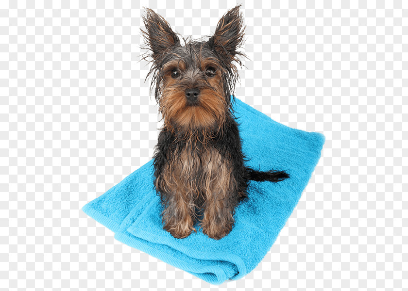 Dog Stock Photography Royalty-free PNG