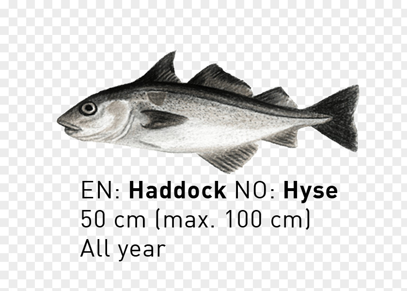 Fishing 09777 Cod Fauna Salmon Oily Fish PNG