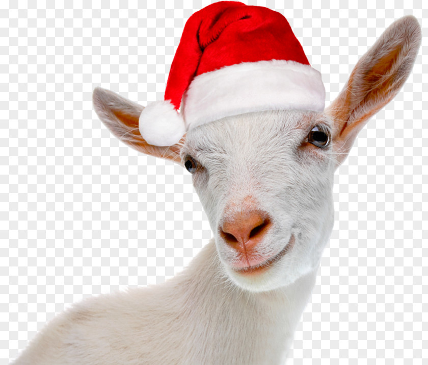 Goat Yule Christmas Card Greeting & Note Cards PNG