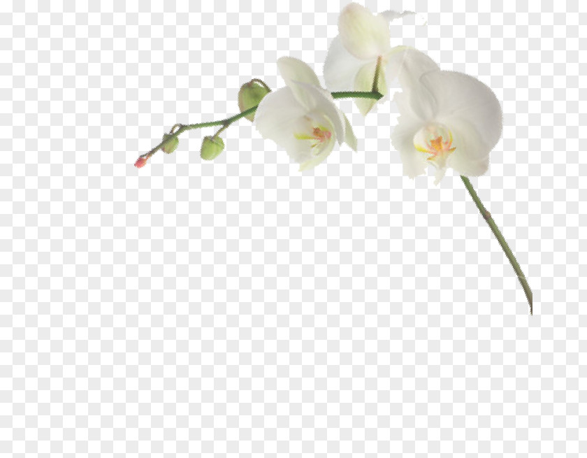 Algemene Voorwaarden Moth Orchids Cut Flowers Habanera Branch PNG