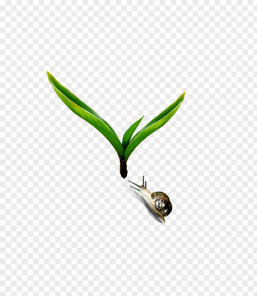 Beautiful Fresh Plant Snail Download PNG