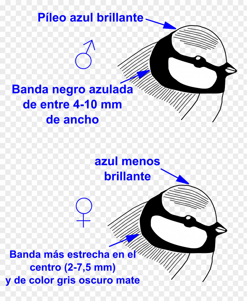 Bird Eurasian Blue Tit European Robin Great Male PNG