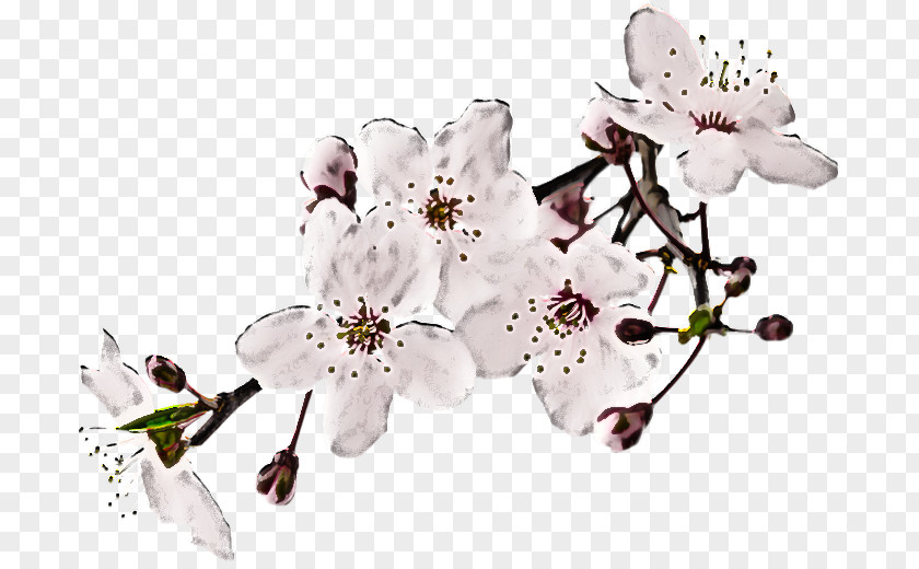 Cherry Blossom PNG