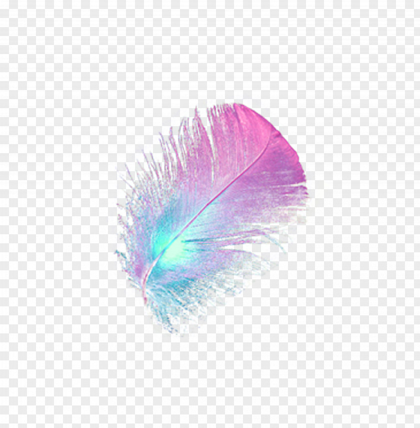 Feather,hair,Feather Figure Bird Feather PNG
