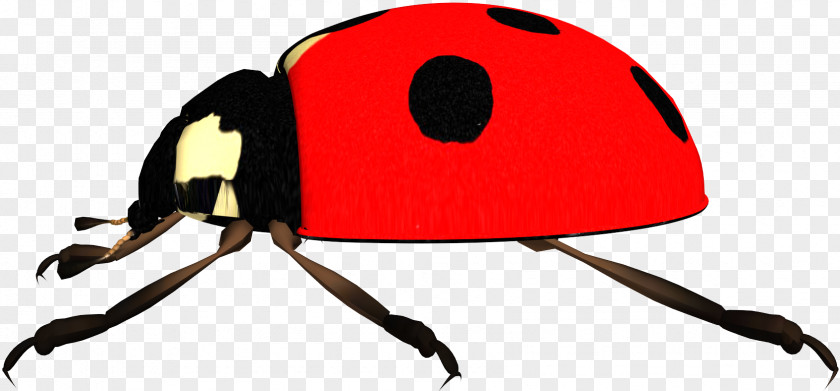 Ladybug Pupa Ladybird Beetle Sound Shocking Image Clip Art PNG