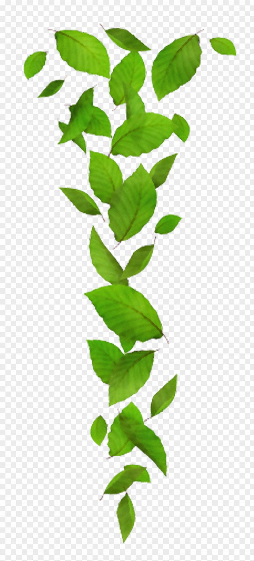 Plant Stem Leaf Green Plants Science PNG