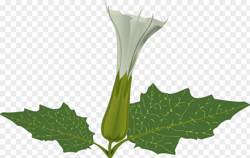 Weed Flower Plant Stem Jimsonweed PNG