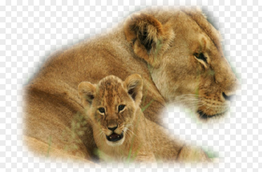 Africa East African Lion Terrestrial Animal Tiger PNG