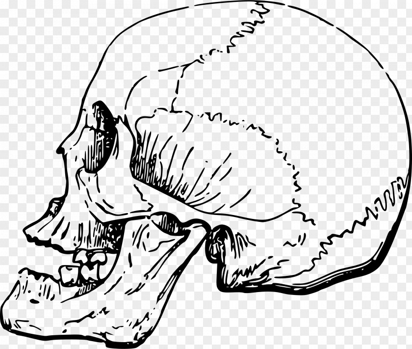 Bones Skull Bone Clip Art PNG