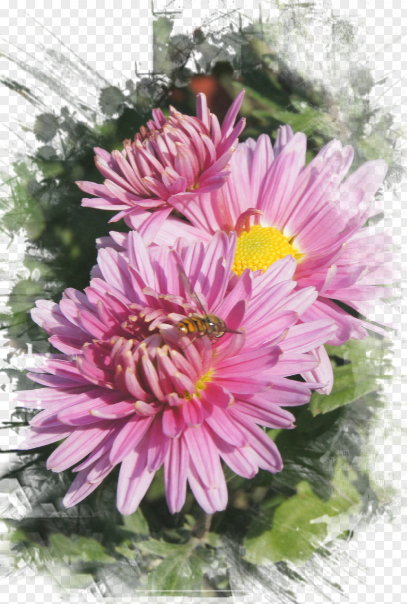 Chrysanthemum Marguerite Daisy Floral Design Petal PNG