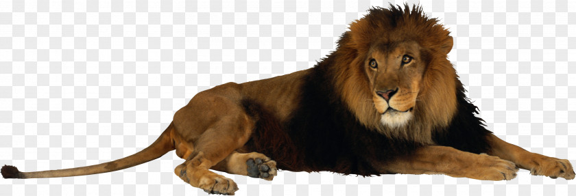 Lion Image Tiger Jaguar Felidae PNG