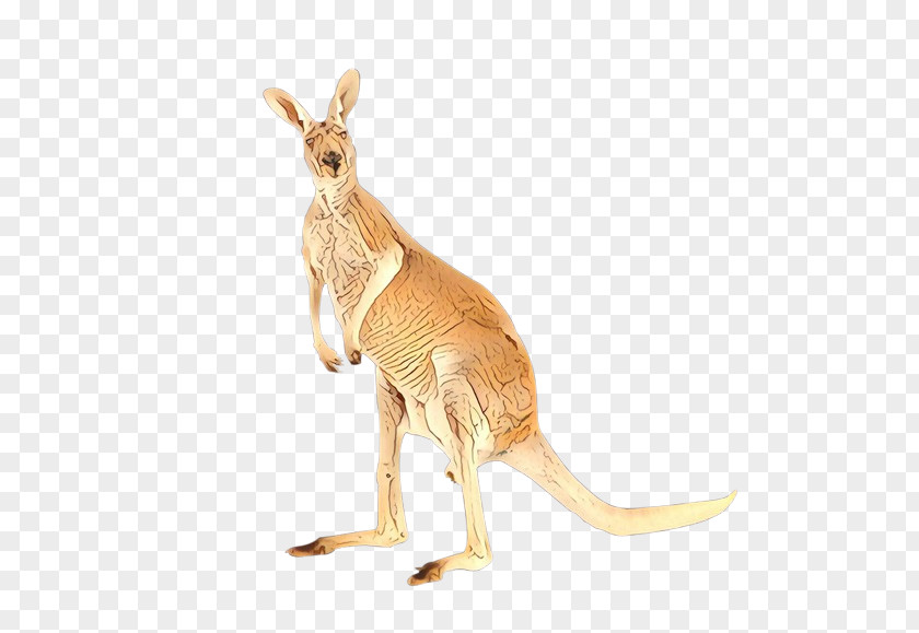 Tail Terrestrial Animal Kangaroo Macropodidae Red Wallaby PNG