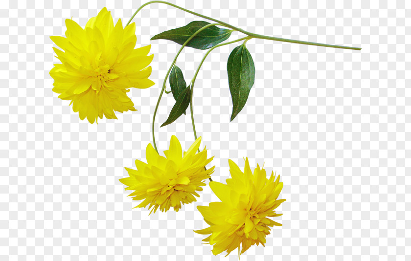 Yellow Chrysanthemum Flower PNG